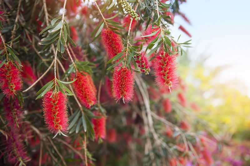 Bottlebrush Pruning