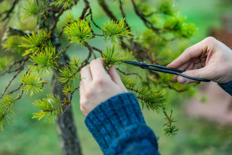 Bottlebrush Pruning