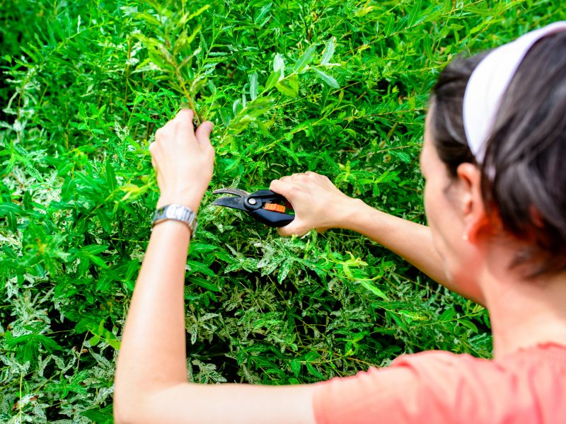 Bottlebrush Pruning
