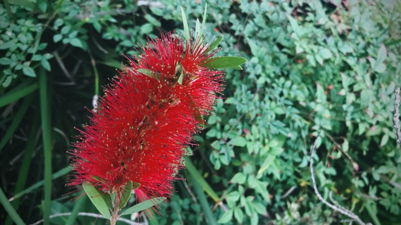 Bottlebrush Pruning