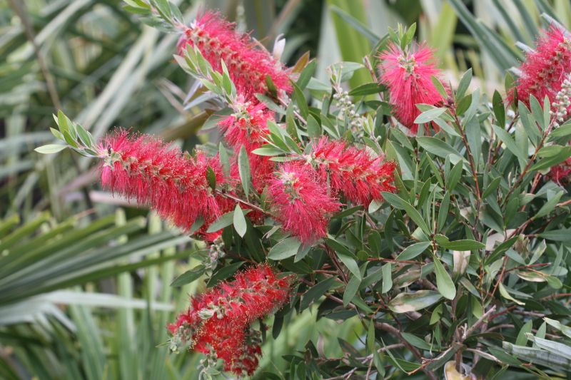 Bottlebrush Pruning