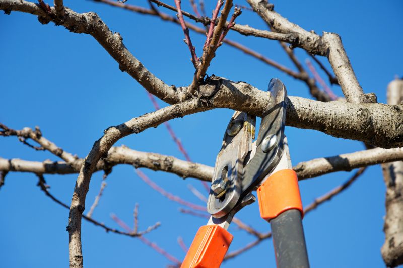Bottlebrush Pruning