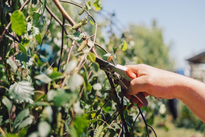 Bottlebrush Pruning