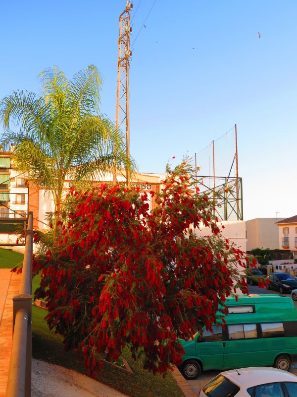 Healthy Bottlebrush Bloom