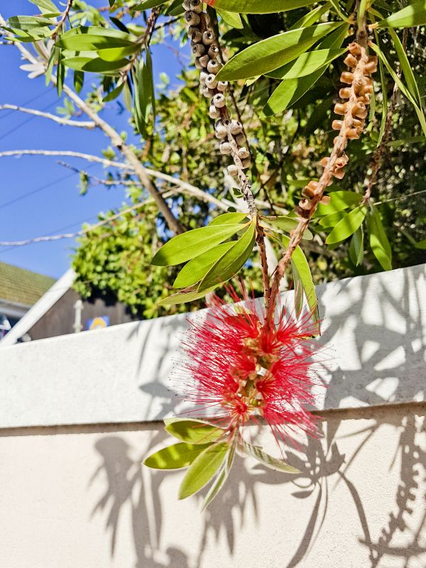 Flowering Bottlebrush