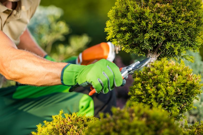 Bottlebrush Pruning Service