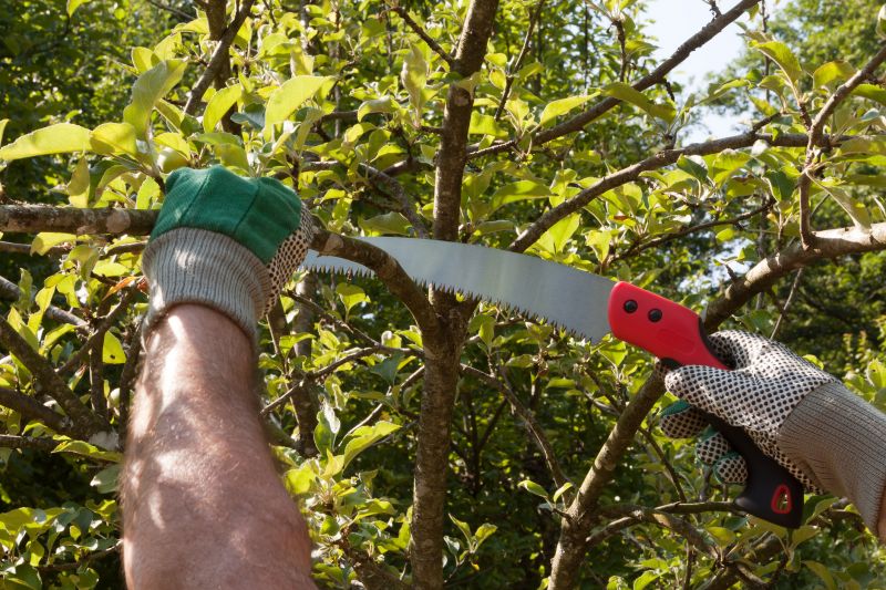 Birch Tree Pruning in San Jose, CA