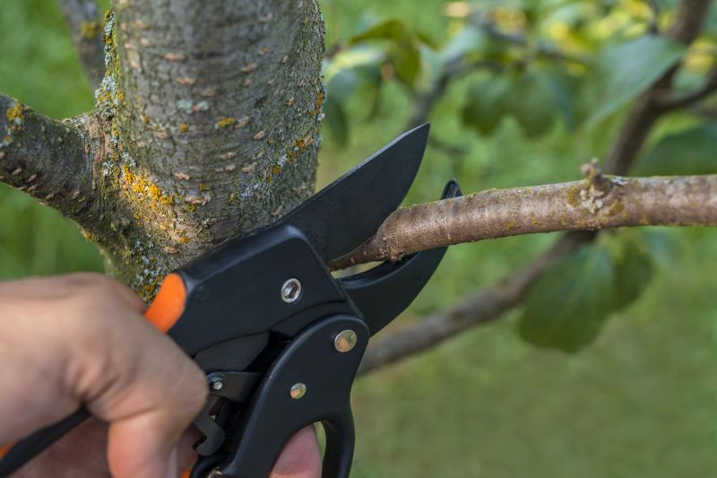 Bottlebrush Pruning Service